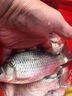 久巖靈釣黃尾鉤短子線綁好正品野釣短柄魚(yú)鉤鯪魚(yú)鲴研阿磯子線雙鉤成品 30cm黃尾鉤有刺【鉤2線0.6】 無(wú)規(guī)格 曬單實(shí)拍圖