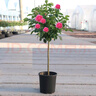 濱淇樹(shù)樁月季花苗庭院大花月季四季開(kāi)花 1.5cm粗左右花色隨機源頭直發(fā) 曬單實(shí)拍圖