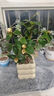 臨雅白山茶花盆栽帶花苞東方亮白色山茶花樹苗四季室內(nèi)花卉陽臺好養(yǎng)活 白山茶-小苗 曬單實(shí)拍圖