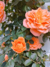 京悠雨果汁陽(yáng)臺(tái)月季盆栽四季開(kāi)花卉玫瑰鮮花帶花苞陽(yáng)臺(tái)爬藤植物薔薇花苗 果汁陽(yáng)臺(tái)15cm 含盆 曬單實(shí)拍圖