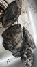 遇上鮮舟山野生小墨魚(yú)仔 東海新鮮冷凍墨魚(yú)3斤 小烏賊目魚(yú)烏賊 海鮮水產(chǎn) 3斤(凈重)  【5-6只/斤裝】 曬單實(shí)拍圖