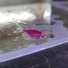 墨之瑤青蘋(píng)果天使魚(yú)檸檬天使魚(yú)觀(guān)賞熒光彩裙綠衣紫衣天使魚(yú)小型魚(yú)活體魚(yú) 六色天使套餐（7條+備損2條） 曬單實(shí)拍圖
