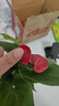 白掌紅掌水培土培植物盆栽一帆風(fēng)順花卉植物開(kāi)花植物長(cháng)花期盆栽 紅掌原盆 曬單實(shí)拍圖