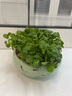 開(kāi)時(shí)果 銅錢(qián)草水培盆栽帶葉發(fā)貨 綠植物水生金錢(qián)草桌面盆景源頭直發(fā)包郵 【約300-400棵】8寸游魚(yú)荷花瓷盆 【精品銅錢(qián)草-帶葉子】 曬單實(shí)拍圖
