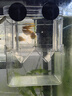 云峰海瑞胎生魚(yú)活體觀賞魚(yú)瑪麗月光牡丹米奇淡水觀賞繁殖瑪麗球小型熱帶魚(yú) 胖嘟嘟的瑪麗球6條 （有快生的） 曬單實(shí)拍圖