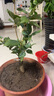 旺之春四季桂花樹(shù)苗盆栽耐寒耐旱四季開(kāi)花綠化美觀(guān)室內外庭院桂花樹(shù)樹(shù)苗 嫁接4年桂花【金桂】直徑1.5cm粗 不含盆 曬單實(shí)拍圖