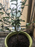倍邁香水檸檬樹(shù)苗水果盆栽可食用檸檬帶果盆栽地栽四季花卉室內(nèi)綠植物 6年苗【粗1-1.5公分】帶果或帶花發(fā) 曬單實(shí)拍圖