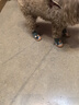 涵瑤伊笑寵物狗狗鞋子小型犬比熊泰迪鞋子四季網(wǎng)鞋博美臘腸犬雪納瑞狗鞋 迷彩綠  1碼1-4斤 曬單實拍圖