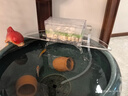 合思美圓形陶瓷魚(yú)缸專(zhuān)用過(guò)濾器吸便增氧濾盒 金魚(yú)缸魚(yú)盆上置式過(guò)濾器帶抽水泵 循環(huán)水滴流濾盒凈水設備 中號 透明盒（適合圓缸口徑40-52cm內用 曬單實(shí)拍圖
