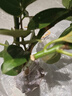 平安樹(shù)盆栽客廳盆栽大小樹(shù)苗幸福樹(shù)花卉盆栽綠植室內好養大盆栽大型 平安樹(shù) 高50-60厘米【原盆原土】  含盆 曬單實(shí)拍圖