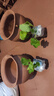 逸棵蜀葵 花苗 重瓣半重瓣蜀葵陽(yáng)臺庭院四季易種草花苗春慶桃子與夢(mèng) 杏色小苗1株 曬單實(shí)拍圖