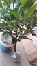 八目尚賞平安樹(shù)大型綠植平安樹(shù)盆栽幸福樹(shù)四季常青綠色植物居家辦公花卉 1.3-1.4m平安樹(shù) 不含盆 曬單實(shí)拍圖