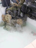 科日超聲波霧化器魚池水池水景造霧器假山流水景觀霧化器起霧器水霧起霧器霧化板霧化頭工業(yè)加濕器配件 配套一：霧化器*1個+電源*1個【贈送浮標(biāo)一對】 曬單實拍圖