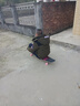 locus longboards 長板夢月系列全能dc舞板平花男女生初學者成人代步刷街專業(yè)滑板 113cm星星兔 黑橋粉輪 曬單實拍圖
