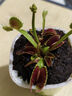 捕蠅草盆栽·豬籠草·食蟲(chóng)植物夏季驅蚊食蟲(chóng)捕蟲(chóng)室內趣味綠植 錦地羅【茅膏菜】 【贈吸水盆】栽好發(fā)貨 曬單實(shí)拍圖