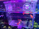 奈寵孔雀魚繁殖盒魚缸隔離盒迷你鸚鵡小魚魚苗隔離孵化盒繁殖隔離盒 單房特大號13.5x7.5x12.7cm 曬單實(shí)拍圖