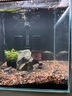 漢洋HANYANG魚缸造景溪流石底砂鋪底石頭養(yǎng)魚烏龜免洗沙子觀賞裝飾水族用品 黑金沙 20-40目顆粒2kg 曬單實(shí)拍圖