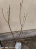 CHUANGSHIJI兔眼藍莓苗北方南方種植果樹(shù)苗盆栽地栽苗發(fā)貨帶土藍梅苗 H5品種4年苗【當年結果苗】 40cm(含)-50cm(不含) 曬單實(shí)拍圖
