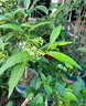 夜來(lái)香盆栽花樹(shù)苗老樁帶花苞室內外驅蚊花卉植物庭院陽(yáng)臺四季易活 3年苗夜來(lái)香+不含盆+送肥料 曬單實(shí)拍圖