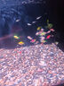 好養(yǎng)冷水原生觀賞魚小型淡水溪流石斑魚光唇魚活體群游中底層包活 2-3厘米溪石斑12條包活10條 曬單實拍圖