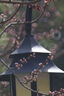 變色龍cen 500mm F6.3折返鏡頭單反微單相機(jī)手動長焦遠(yuǎn)攝定焦全畫幅拍月亮 佳能口 單反口 官方標(biāo)配 曬單實(shí)拍圖