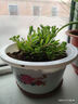 正宗可食用垂盆草種苗四季好養(yǎng)活陽臺室內(nèi)綠植吊籃盆栽 垂盆草30株 曬單實(shí)拍圖