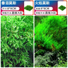 瘋狂水草（FKSC）莫斯水草活體植物魚缸造景底部前景套餐懶人陰性莫斯樹沉木水榕 火焰垂淚莫斯組合 曬單實(shí)拍圖