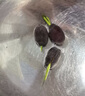 貝意品波斯菊花種子格?；ɑǚN籽子四季開(kāi)花格?；ɑㄗ淹ピ阂盎ǚN子花種 曬單實(shí)拍圖