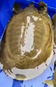 太湖?！觉r活有機甲魚】漢壽生態(tài)甲魚禮盒野外塘養(yǎng)團魚中華老鱉王八送禮 7斤（十年老鱉王） 如需宰殺 留言備注 曬單實拍圖