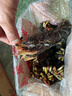 帶芽大睡蓮根塊根莖碗蓮荷花種子盆栽水培植物庭院池塘水養花卉 紅色花睡蓮1顆 曬單實(shí)拍圖