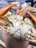 三門青蟹鮮活膏蟹公蟹肉蟹紅鱘猷蠓海鮮水產(chǎn)精品禮盒包肥包活到家 吃肉公蟹2只裝【7-8兩/只】 浙江三門發(fā)貨+順豐包郵+包活到家 曬單實拍圖