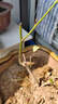 茶花苗四季香妃茶花盆栽帶花苞濃香型庭院室內好養五色赤丹樹(shù)花卉 2五色赤丹 3年小苗好活 曬單實(shí)拍圖