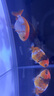 森悠（SARYOR）精品蘭壽金魚(yú)活魚(yú)潘氏觀(guān)賞魚(yú)高級奶牛淡冷水玉兔活體好養耐活國粹 5-6cm精品五花蘭壽魚(yú)苗 1條 曬單實(shí)拍圖
