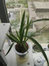 水培金邊蘭花苗金枝玉葉 室內(nèi)辦公室小盆栽綠植花卉好養(yǎng)四季蘭花 粉紅佳人4苗連體裸根苔蘚球送底座 曬單實拍圖