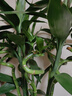 綠蔭巷子富貴竹植物迷你盆栽室內辦公室好養文昌竹綠植四季常青步步高花卉 【自吸盆】3支富貴竹 曬單實(shí)拍圖