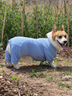 寵物狗狗衣服夏天防曬防臟四腳衣柯基泰迪比熊小型犬中型犬護肚衣 天藍色四腳防曬衣 3XL【建議26-32斤】 曬單實拍圖