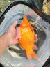 巨鰭王日本進口魚竿手桿碳素釣魚竿超輕超硬19調28調臺釣竿黑坑釣魚桿巨 全新升級全碳材質-達瓦叱予28調-3.6 送干稍 曬單實拍圖