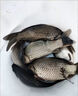 云上飄寶藍色三角牙伊豆魚鉤散裝有倒刺歪嘴垂釣鉤鯽魚鯉魚釣魚鉤黑坑鉤 寶藍歪嘴伊豆【50枚】 2號 曬單實拍圖