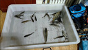 魚(yú)餌餌料釣魚(yú)神器釣魚(yú)小藥野釣黑坑競技添加劑通殺信息素釣魚(yú)餌料 特快效釣魚(yú)藥【1瓶裝】 曬單實(shí)拍圖