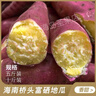 格沃斯【精品】海南澄邁沙地橋頭富硒地瓜新鮮紅薯橋沙板栗薯 橋頭地瓜5斤【中大果精品裝】 曬單實(shí)拍圖