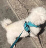 阿莫爾狗狗牽引繩背心式寵物胸背帶遛狗繩泰迪比熊博美中小型幼犬狗鏈子 綠色+1.5米扁繩【可調節防掙脫】 S-狗-建議3-5斤左右 曬單實(shí)拍圖