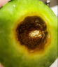 現(xiàn)摘頭茬山東羊角蜜甜瓜水果當(dāng)季新鮮香瓜脆甜密瓜整箱5斤特價(jià) 5斤 曬單實(shí)拍圖