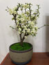 垂絲海棠花盆栽樹苗老樁四季開花卉植物室內(nèi)庭院陽(yáng)臺(tái)好養(yǎng)花卉 5年老樁垂絲海棠花+肥料 不含盆 曬單實(shí)拍圖
