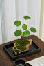 吸水石綠植狼尾蕨盆栽菖蒲盆景懶人好養植物虎耳草耐陰鏡面草水培 吸水石鏡面草送底座 曬單實(shí)拍圖