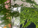 沭之美文竹水培植物綠植盆栽四季好養花卉 文竹+玻璃瓶+竹托 源頭直發(fā) 曬單實(shí)拍圖