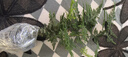 聽雪樓懸崖紅花茶禪意室內(nèi)窗臺(tái)小綠植物辦公室茶幾面盆栽 六月雪+月牙彎+底座+苔蘚+小和尚 帶盆栽好 曬單實(shí)拍圖