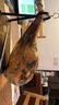 JAMON BELLOTA西班牙進(jìn)口伊比利亞黑標(biāo)火腿純血統(tǒng)整腿禮盒中秋禮品5kg源頭直發(fā) 曬單實(shí)拍圖