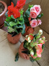 御春閣帶盆帶土重瓣麗格海棠玫瑰海棠花盆栽帶花發(fā)貨客廳陽臺花卉四季開 紅色 曬單實(shí)拍圖