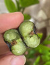 儲(chǔ)褚正宗丹東新鮮藍(lán)莓鮮果 國(guó)產(chǎn)藍(lán)梅大果 時(shí)令水果順豐空運(yùn)包郵 大果400g*1盒【單果18mm+】 曬單實(shí)拍圖