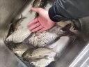 日本原裝進口并繼竿插節(jié)37/28調臺釣竿碳素超輕細鯽魚竿手竿 2.7m 并繼竿原裝進口+保證書 曬單實拍圖